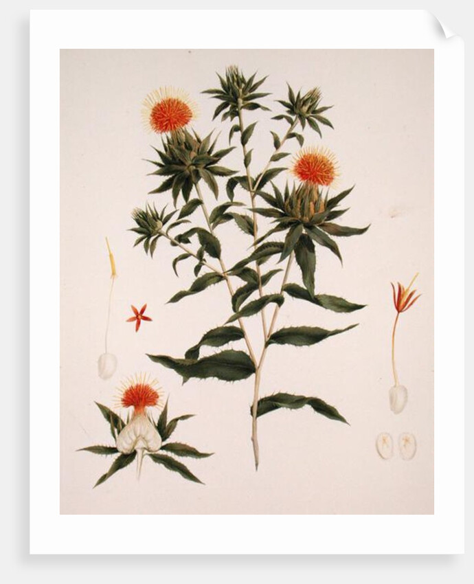 Sussa formerly attributed to James Bruce by Luigi Balugani