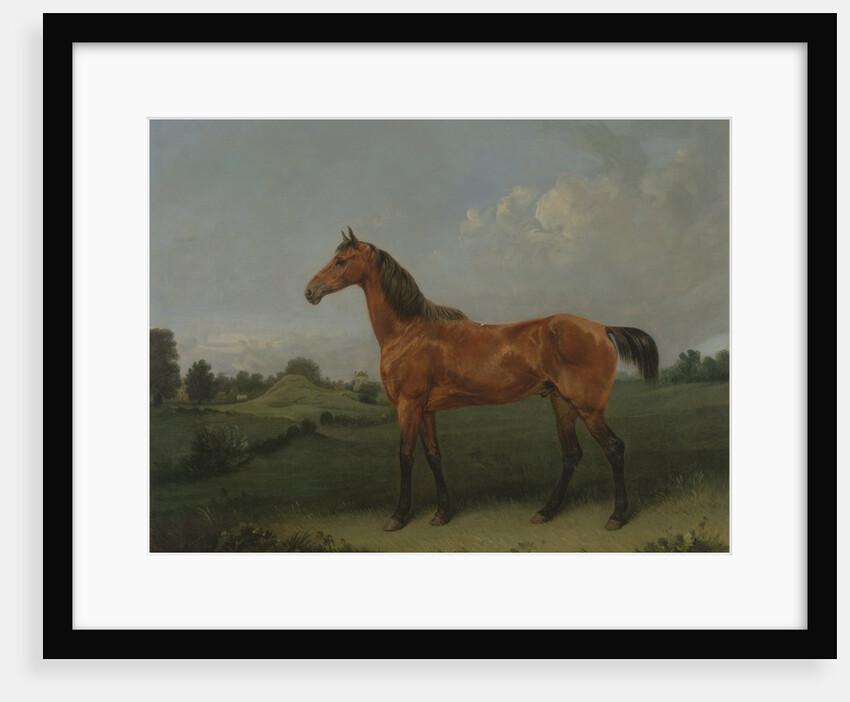 A Bay Horse in a Field by Edmund Bristow