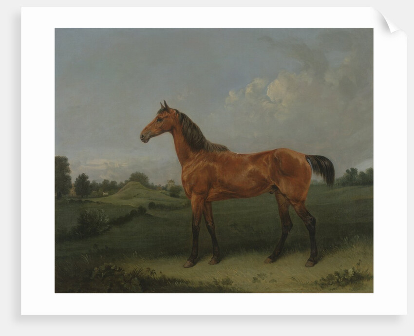 A Bay Horse in a Field by Edmund Bristow