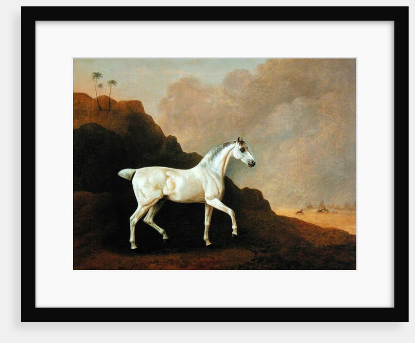 A Grey Arab Stallion in a Desert Landscape by John Boultbee