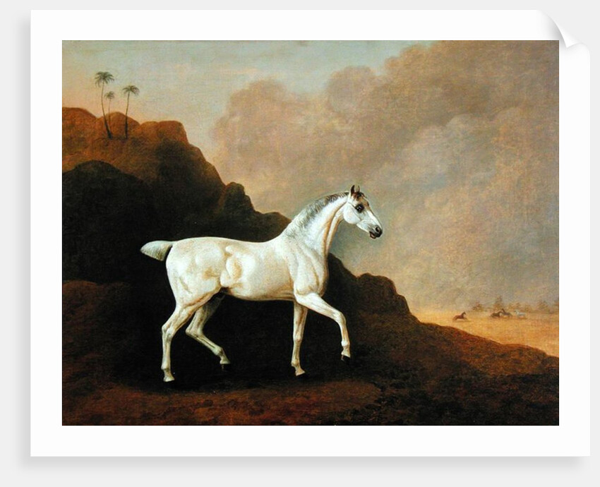 A Grey Arab Stallion in a Desert Landscape by John Boultbee