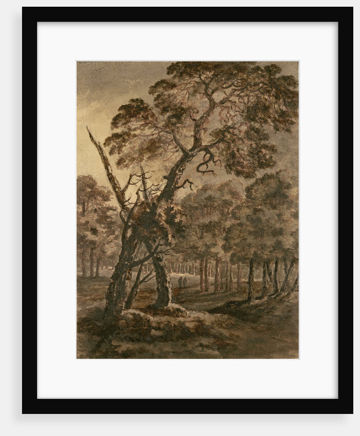 Forest Scene, A Giant Scots Fir and Forest Glade, 1771 by Rev. William Gilpin