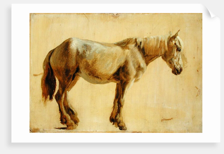 Study of a Grey Horse by Jacques-Laurent Agasse