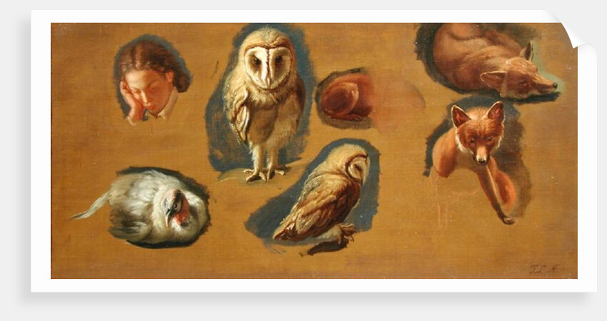 Studies of a Fox, a Barn Owl, a Peahen and a Young Man's Head by Jacques-Laurent Agasse