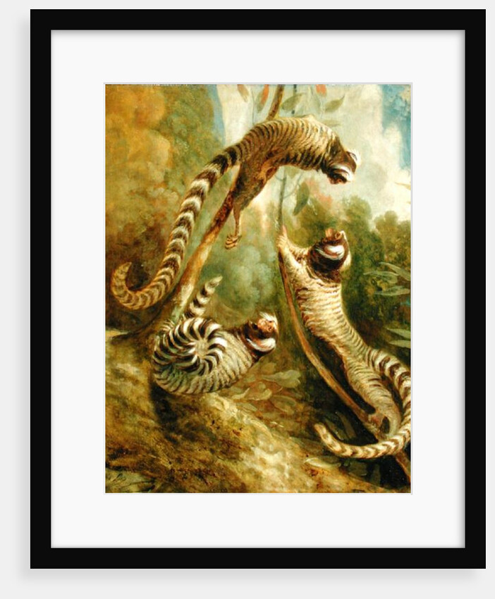 A Marmoset in Three Attitudes, 1793 by George Garrard