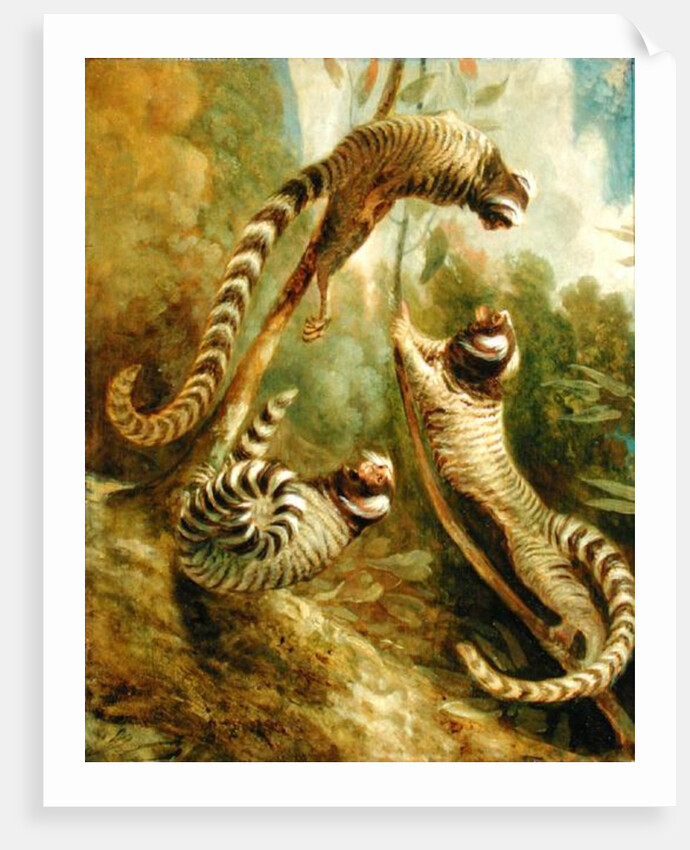 A Marmoset in Three Attitudes, 1793 by George Garrard