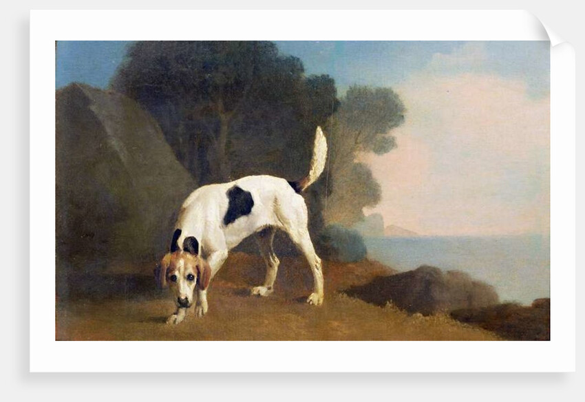 Foxhound on the Scent, c.1760 by George Stubbs