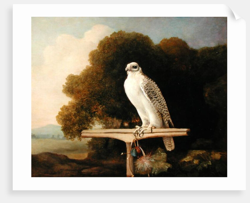 Greenland Falcon, 1780 by George Stubbs