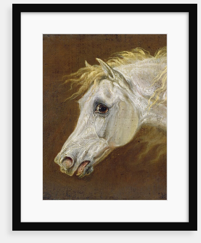 Head of a Grey Arabian Horse by Martin Theodore Ward
