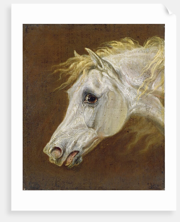 Head of a Grey Arabian Horse by Martin Theodore Ward