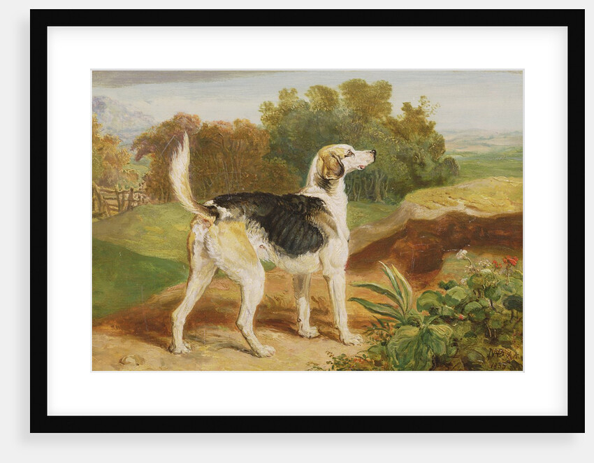 Ravager, one of the Lambton Hounds by James Ward