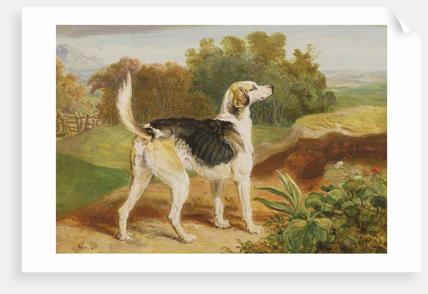 Ravager, one of the Lambton Hounds by James Ward