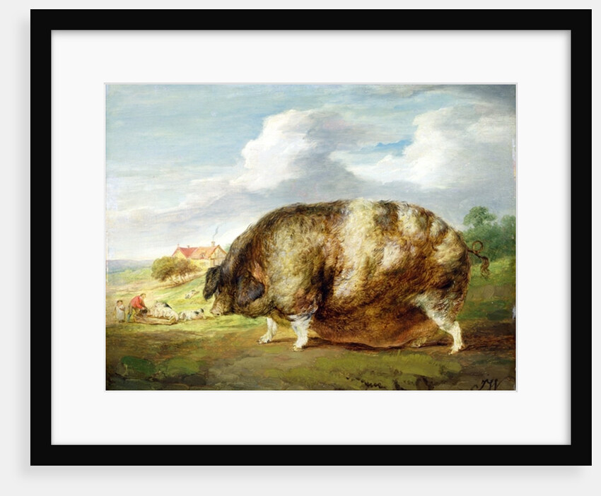 A Gloucestershire Old Spot by James Ward