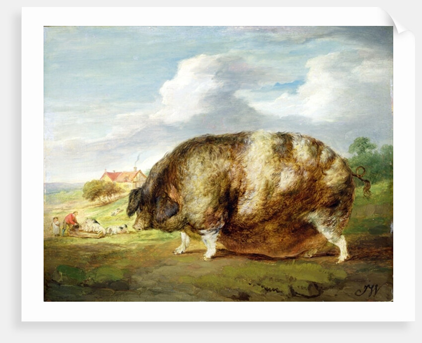 A Gloucestershire Old Spot by James Ward