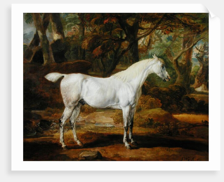 A Grey Arabian Stallion, the Property of Sir Watkin Williams-Wynn, c.1815-20 by James Ward