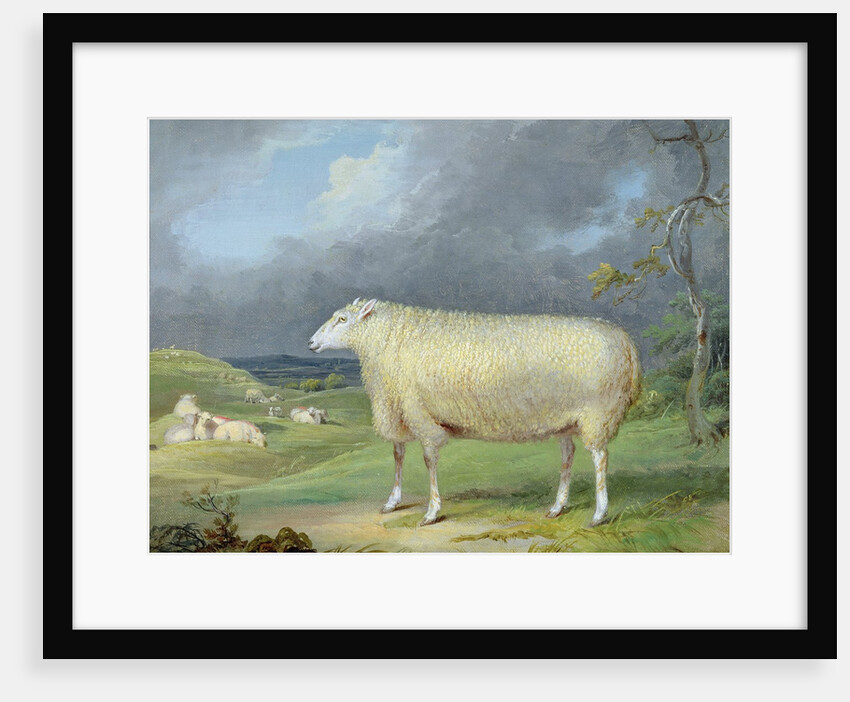 A Border Leicester Ewe by James Ward