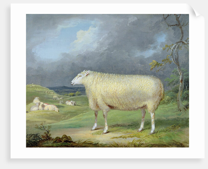 A Border Leicester Ewe by James Ward