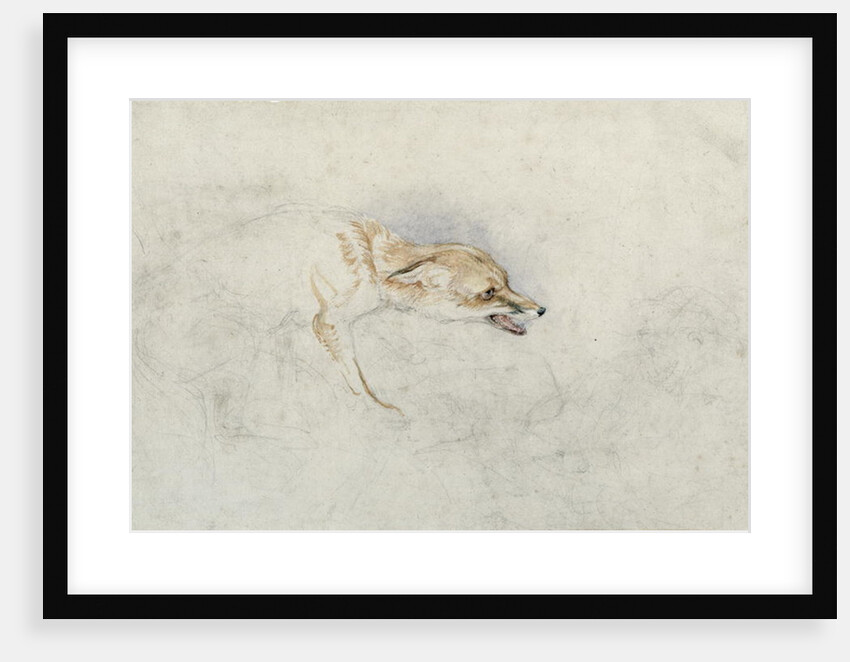 Study of a crouching Fox, facing right verso: faint sketch of fox's head and tail by John Frederick Lewis