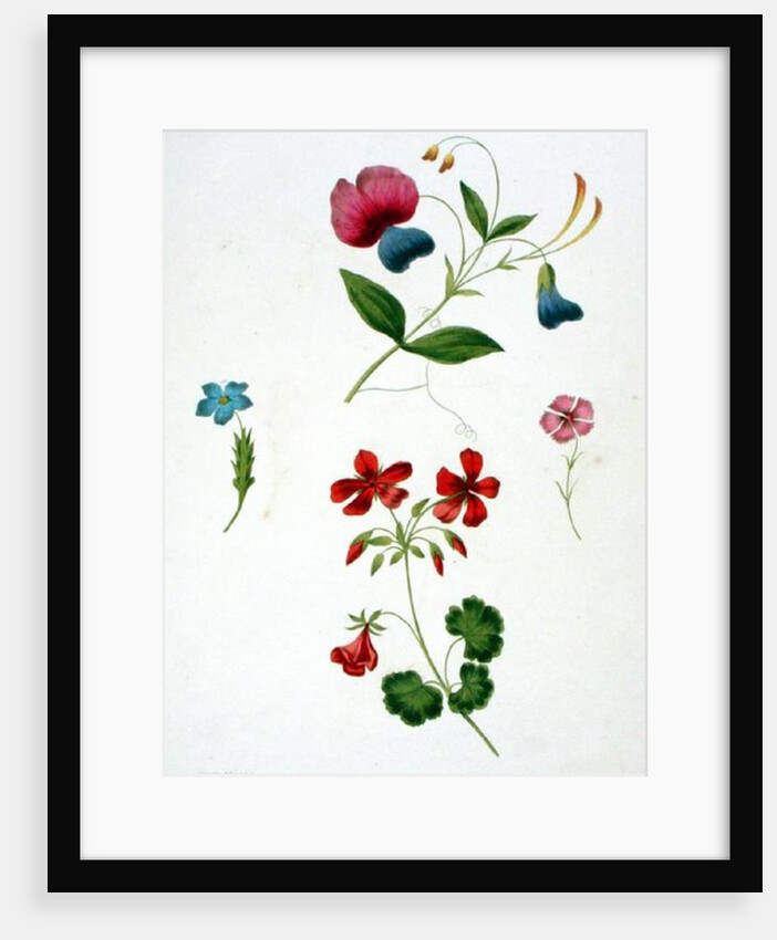 An illustration from 'A New Treatise on Flower Painting, or, Every Lady Her Own Drawing Master', 1816 by George Brookshaw