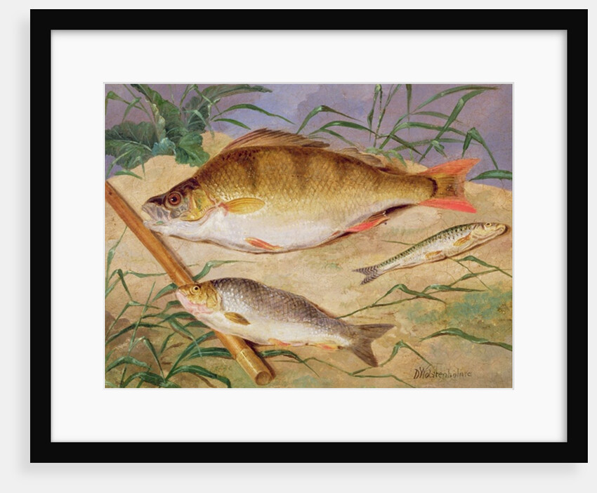 An Angler's Catch of Coarse Fish by D. the Younger Wolstenholme