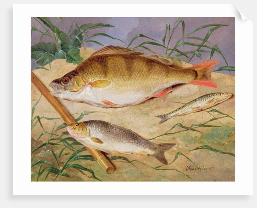 An Angler's Catch of Coarse Fish by D. the Younger Wolstenholme