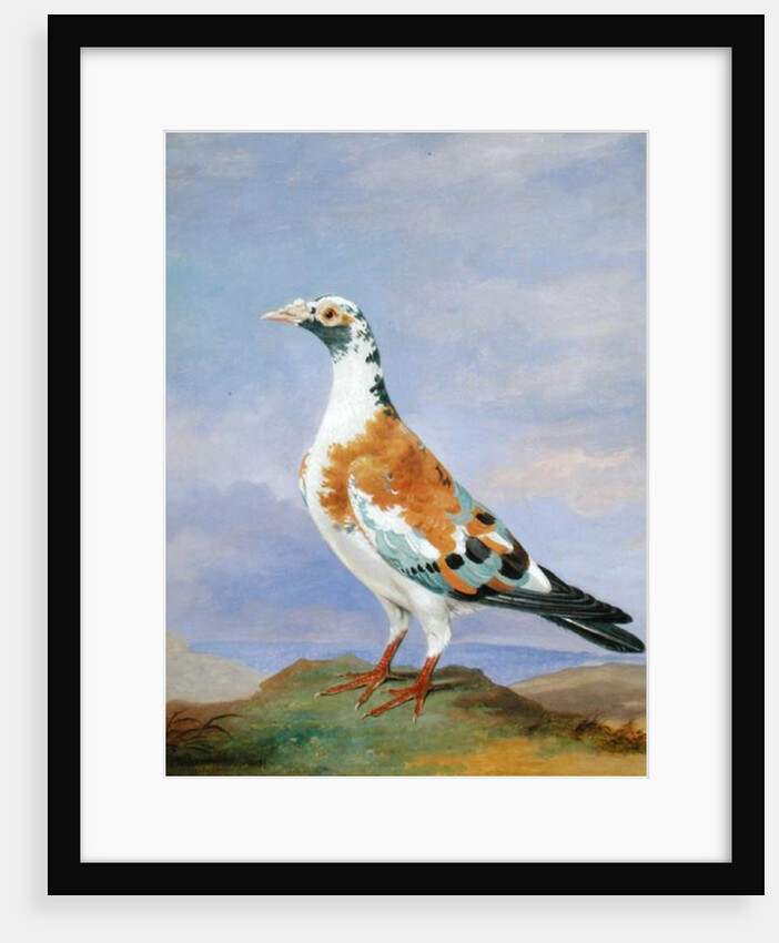 Grizzle Carrier Pigeon by D. the Younger Wolstenholme