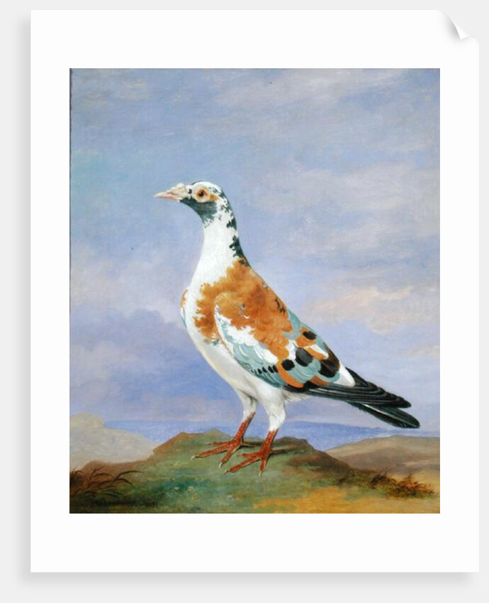 Grizzle Carrier Pigeon by D. the Younger Wolstenholme
