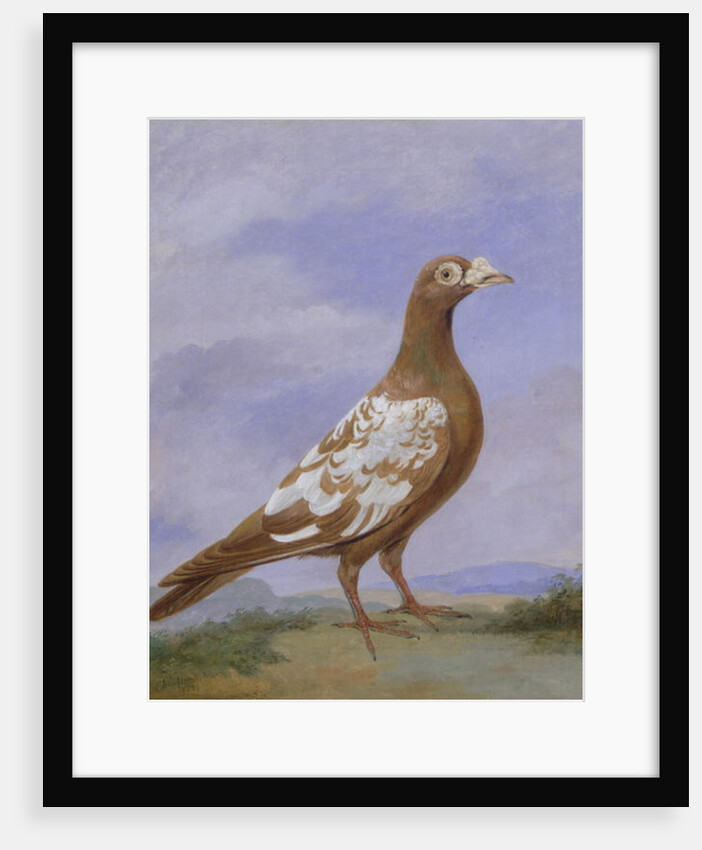 Red Pied Carrier Pigeon by D. the Younger Wolstenholme