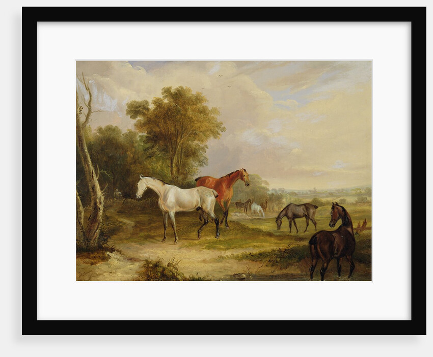 Horses Grazing: A Grey Stallion grazing with Mares in a Meadow by Francis Calcraft Turner