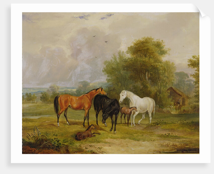 Horses Grazing: Mares and Foals in a Field by Francis Calcraft Turner