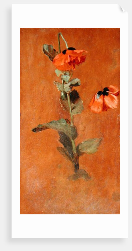 Study of Poppies, 1832 by James Inskipp