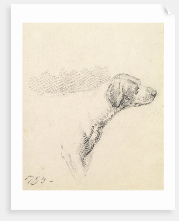 Study of a Hound, 1794 by George Morland