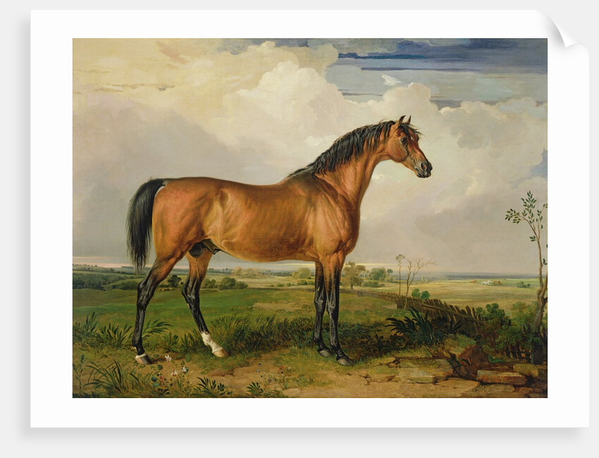 Eagle, a Celebrated Stallion by James Ward