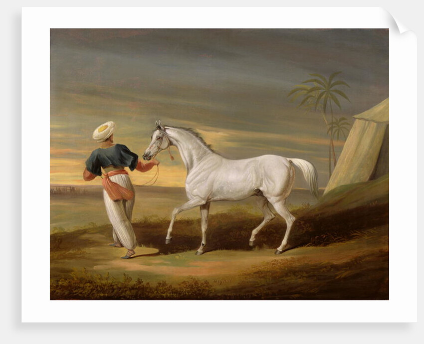 Signal, a grey Arab, with a Groom in the Desert by David of York Dalby