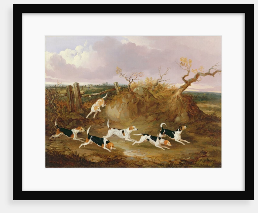 Beagles in Full Cry, 1845 by John Dalby