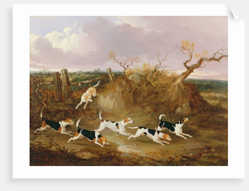 Beagles in Full Cry, 1845 by John Dalby