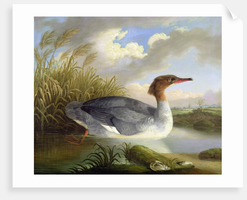 A Dun Diver by Robert Wilkinson Padley