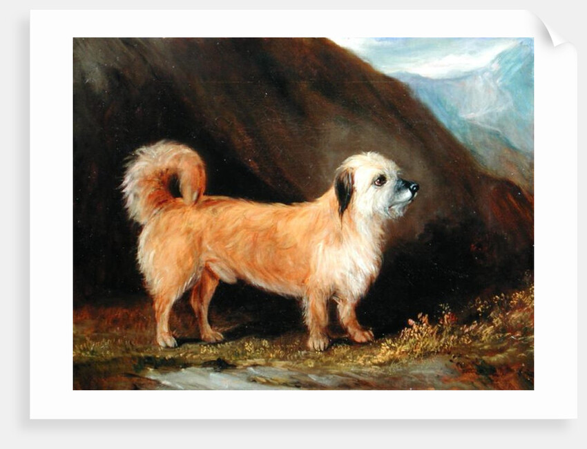 A Dandie Dinmont Terrier, 1848 by John E. Ferneley