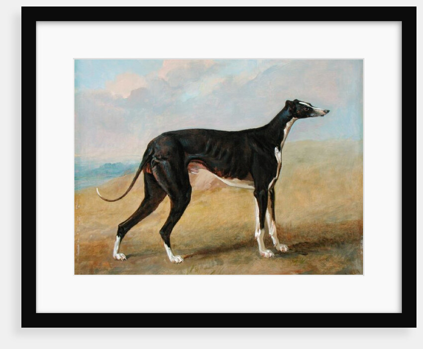 One of George Lane Fox's Winning Greyhounds: the Black and White Greyhound, Turk, also known as Eagle, 1822 by George Garrard