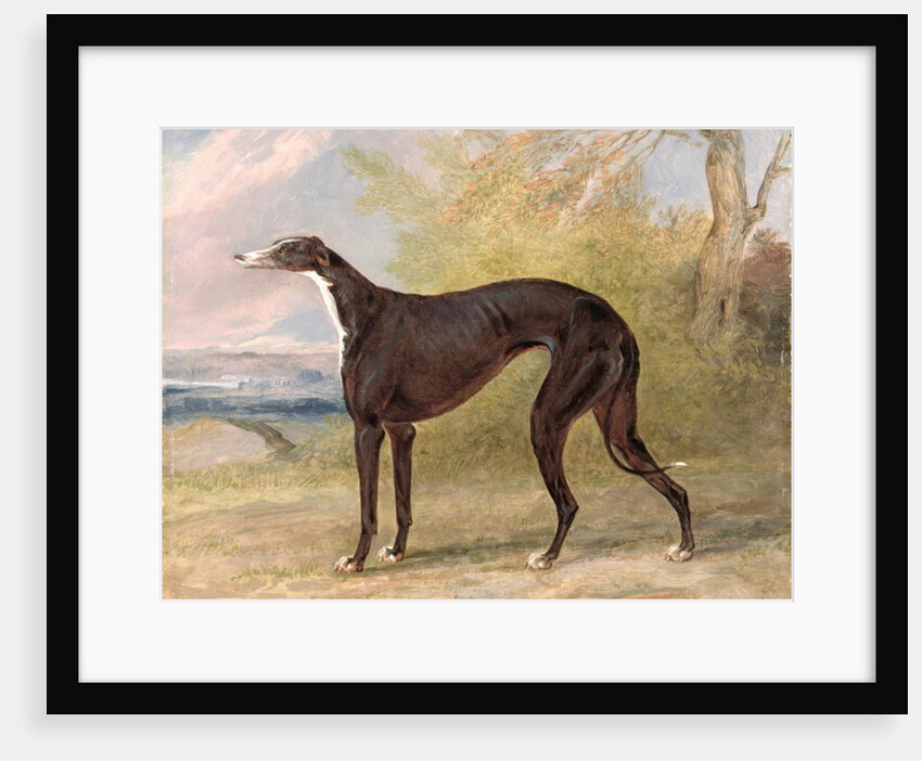 One of George Lane Fox's Winning Greyhounds: the Black and White Greyhound Bitch, Juno, also known as Elizabeth, 1822 by George Garrard