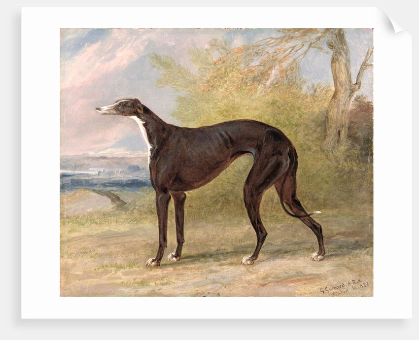 One of George Lane Fox's Winning Greyhounds: the Black and White Greyhound Bitch, Juno, also known as Elizabeth, 1822 by George Garrard