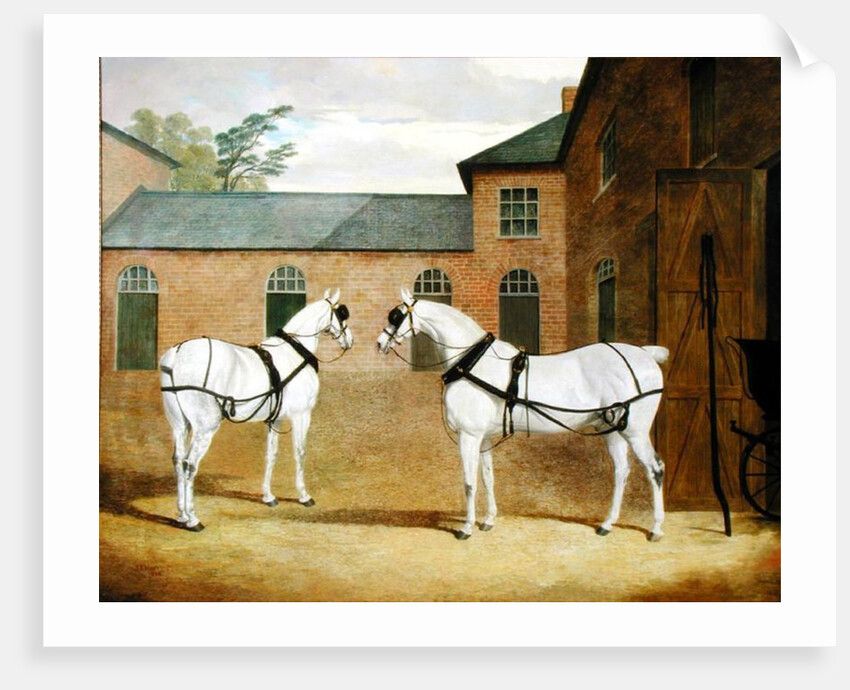 Mr. Sowerby's Grey Carriage Horses in his Coachyard at Putteridge Bury, Hertfordshire, 1836 by John Frederick Herring Snr