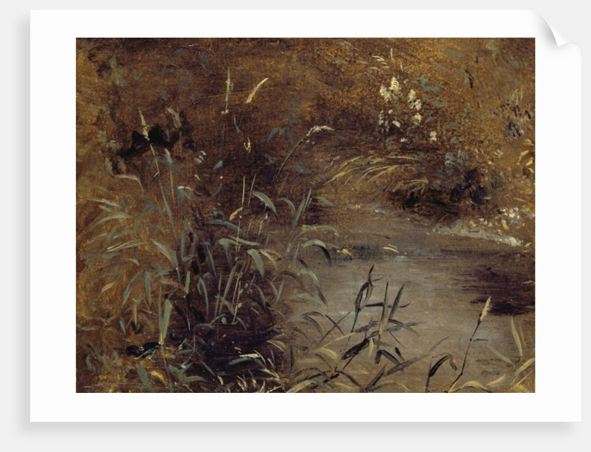Rushes by a Pool, c.1821 by John Constable