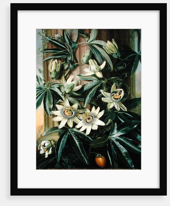 Blue Passion Flower for the 'Temple of Flora' by Robert Thornton, 1800 by Philip Reinagle