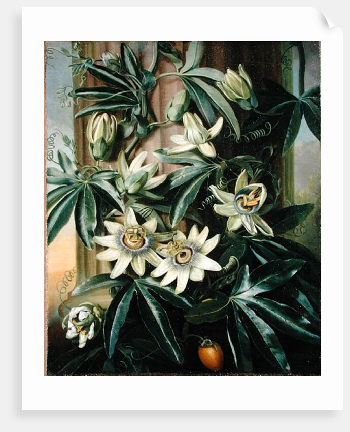 Blue Passion Flower for the 'Temple of Flora' by Robert Thornton, 1800 by Philip Reinagle
