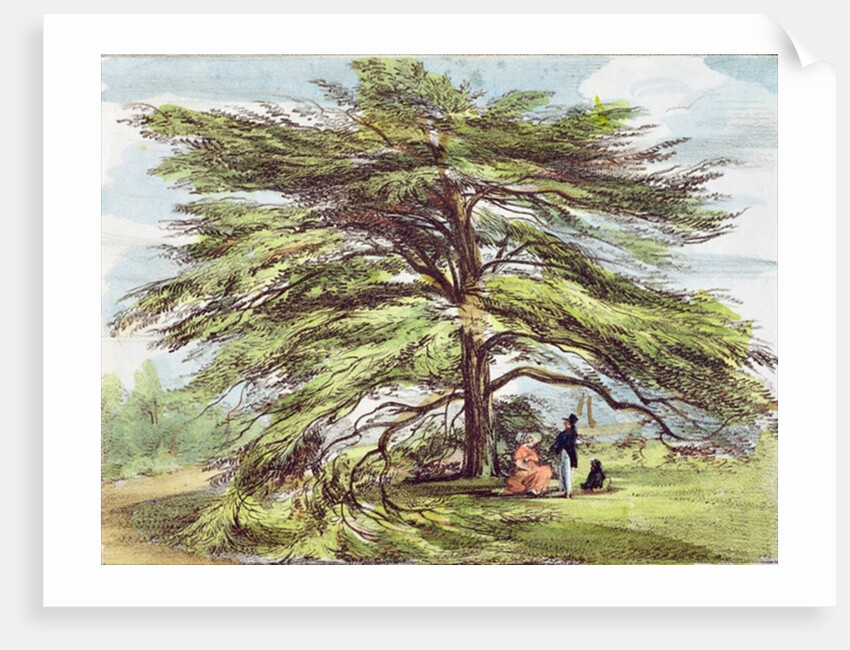 The Lebanon Cedar Tree in the Arboretum, Kew Gardens, plate 21 from 'Kew Gardens: A Series of Twenty-Four Drawings on Stone' by George Ernest (after) Papendiek