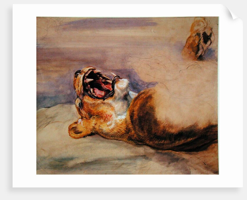 Study of a Lioness by John Frederick Lewis