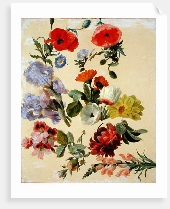Studies of Summer Flowers by Jacques-Laurent Agasse