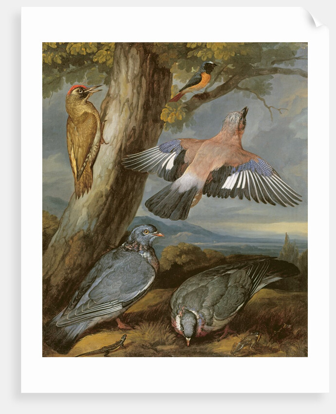 Jay, Green Woodpecker, Pigeons and Redstart, c.1650 by Francis Barlow