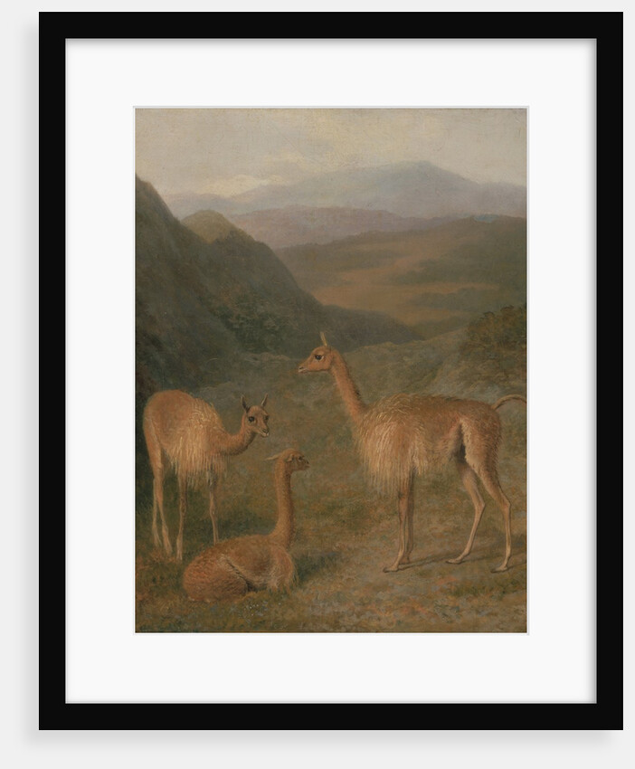 Vicunas, 1831 by Jacques-Laurent Agasse